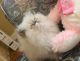 Persian Cats for sale in Langley, BC V2Y 1V8, Canada. price: $1,000
