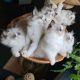Persian Cats for sale in New York, NY, USA. price: $500