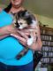 Persian Cats for sale in Dalzell, SC, USA. price: $400
