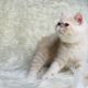 Persian Cats for sale in San Jose, CA, USA. price: $550