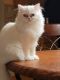 Persian Cats for sale in Tinley Park, IL, USA. price: $600