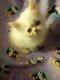 Persian Cats for sale in Oneida, NY, USA. price: $350