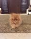 Persian Cats for sale in Los Angeles, CA, USA. price: NA