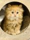 Persian Cats for sale in Ontario, NY 14519, USA. price: $650