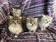 Persian Cats for sale in Hamburg, NY 14075, USA. price: $700