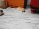 Persian Cats for sale in Kanpur, Uttar Pradesh, India. price: 3,500 INR