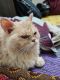 Persian Cats for sale in BTM 2nd Stage, BTM Layout, Bengaluru, Karnataka, India. price: 7,000 INR