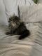 Persian Cats for sale in Worcester, MA, USA. price: $1,000