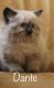 Persian Cats for sale in Winchester, VA 22601, USA. price: $950