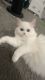 Persian Cats for sale in Redmond, WA, USA. price: $600