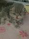 Persian Cats for sale in San Diego, CA, USA. price: $1,800