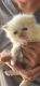 Persian Cats for sale in Perris, CA, USA. price: $1,000