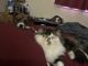 Persian Cats for sale in Richland, WA, USA. price: $800