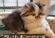 Persian Cats for sale in Greenville, SC, USA. price: $950