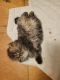 Persian Cats for sale in Greenville, SC, USA. price: $950