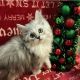Persian Cats for sale in San Antonio, TX, USA. price: $1,200
