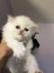 Persian Cats for sale in Beaufort, South Carolina. price: $550