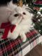 Persian Cats for sale in Indianapolis, Indiana. price: $550
