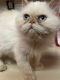 Persian Cats for sale in Bloomington, Illinois. price: $350