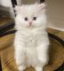 Persian Cats for sale in Dallas, Texas. price: $550