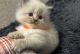 Persian Cats for sale in Houston, Texas. price: $500
