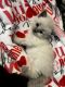 Persian Cats for sale in Twin Falls, Idaho. price: $200