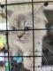 Persian Cats for sale in Moreno Valley, CA, USA. price: $100