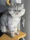 Persian Cats for sale in Minneapolis, Minnesota. price: $500