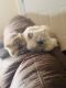 Persian Cats for sale in Lake Charles, Louisiana. price: $800
