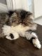 Persian Cats for sale in North Chicago, Illinois. price: $500