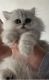 Persian Cats for sale in Virginia Beach, VA, USA. price: $1,050