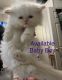 Persian Cats for sale in Worcester, MA, USA. price: $800