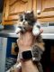 Persian Cats for sale in Lewistown, Pennsylvania. price: $650