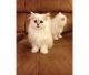 Persian Cats for sale in Agassiz, BC, Canada. price: NA