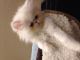 Persian Cats for sale in Paducah, KY, USA. price: NA