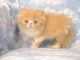 Persian Cats for sale in Coopers Town, The Bahamas. price: NA