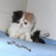 Persian Cats for sale in Richmond, VA, USA. price: NA