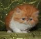 Persian Cats for sale in Islamabad, Pakistan. price: 300 PKR