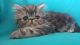 Persian Cats for sale in Ontario, CA, USA. price: NA