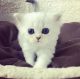 Persian Cats for sale in San Jose, CA, USA. price: NA