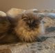 Persian Cats for sale in Beaverton, OR, USA. price: NA