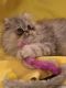 Persian Cats for sale in Hillsboro, OR, USA. price: NA