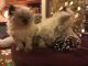 Persian Cats for sale in Ogema, WI 54459, USA. price: $450