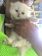 Persian Cats for sale in Robbins, TN 37852, USA. price: NA