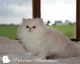 Persian Cats for sale in Watertown, WI 53098, USA. price: $500