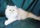 Persian Cats for sale in Pollock Pines, CA 95726, USA. price: NA