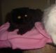 Persian Cats for sale in Camden, SC 29020, USA. price: $550