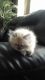 Persian Cats for sale in Greenfield, WI, USA. price: $350