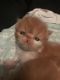 Persian Cats for sale in Staten Island, NY, USA. price: NA