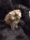 Persian Cats for sale in Hillsboro, OR, USA. price: NA
